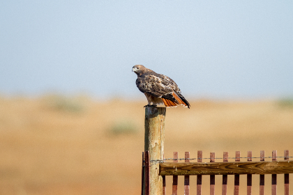 97免费视频免在线看
